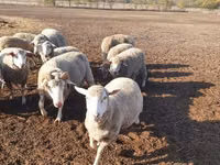 Schaf, Merino sheep — Foto 1