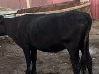 母牛, Latvian Blue cattle — 照片 1