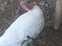 Turkeys — Foto 2