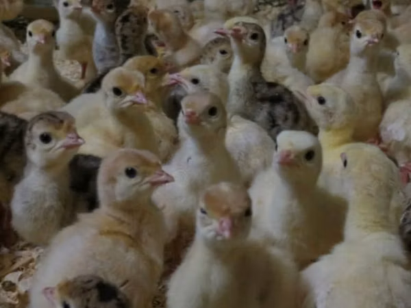 Turkeys — रूस