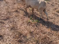 Kozioł, Nubian Goat — zdjęcie 2