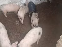 Knur, Świnie — zdjęcie 5