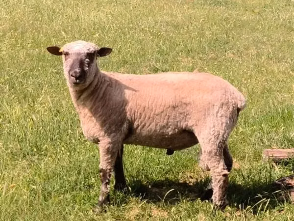 Baran, Shroshire sheep
