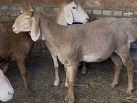 Schaf, Edilbay sheep — Foto 1