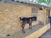 Boucs, Nubian Goat — photo 2