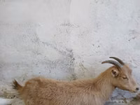 Keçi, Saanen goat — foto 2
