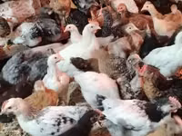Chickens — foto 1