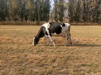 பசு, Russian Black pied cattle — புகைப்படம் 1
