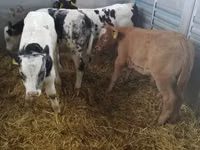 Skot (série, pohlaví neuvedeno), Simmental cattle — foto 3