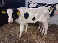 雄牛, Russian Black pied cattle — 写真 7