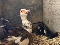 Ducks — foto 4