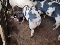 Knur, Świnie — zdjęcie 4