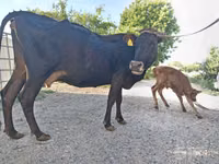 गाय, लिमोज़िन गाय — फ़ोटो 6