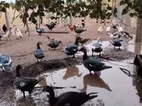 டொமேஸ்டிக் மஸ்கோவி — புகைப்படம் 4