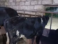 காளை, Russian Black pied cattle — புகைப்படம் 1