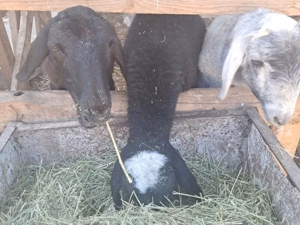 Oveja, Ovejas