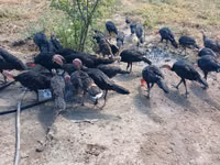 Guinea fowl — الصورة 2