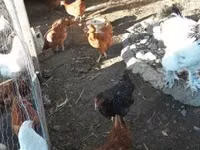 Chickens — 3-rasm
