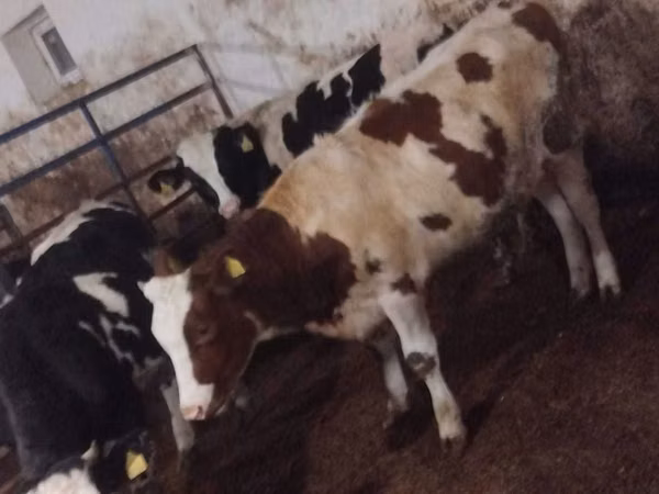 母牛, Simmental cattle