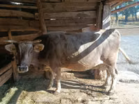 Krava, Simmental cattle — foto 5