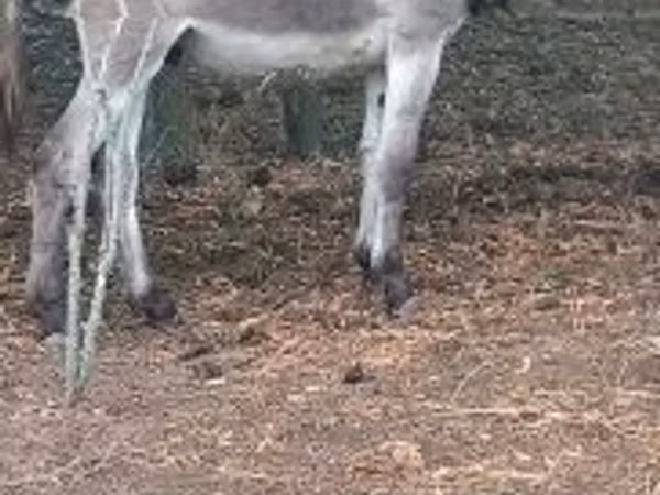 Cheval, Chevaux