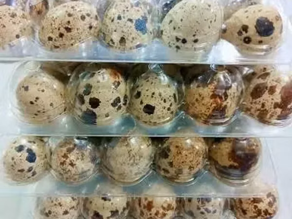 Quails