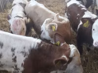 Skot (série, pohlaví neuvedeno), Simmental cattle — foto 1