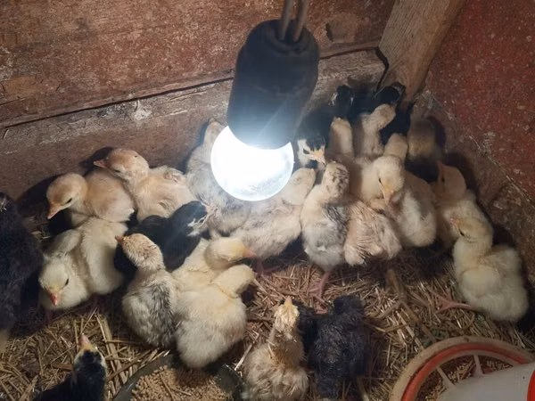 Turkeys