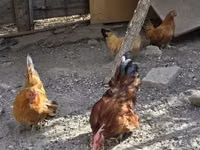 Chickens — foto 3