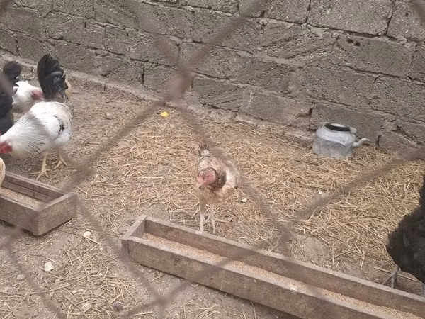 Chickens — Ázerbájdžán