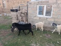 თხა, თხები — ფოტო 2