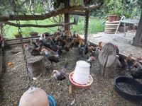 Dutch Bantam — photo 4
