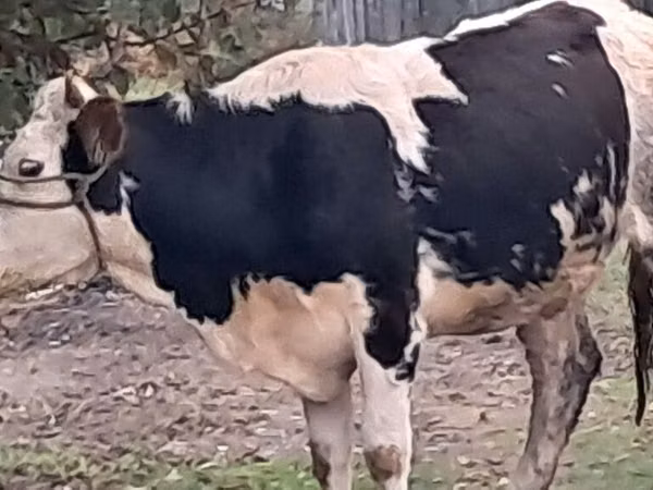 ხარი, Simmental cattle
