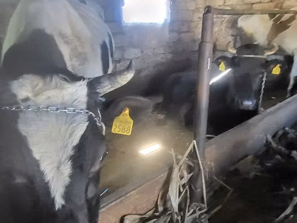 Buqa, Russian Black pied cattle