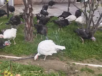 Turkeys — zdjęcie 2