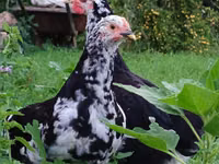 Chickens — photo 1