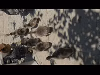 Ducks — foto 4