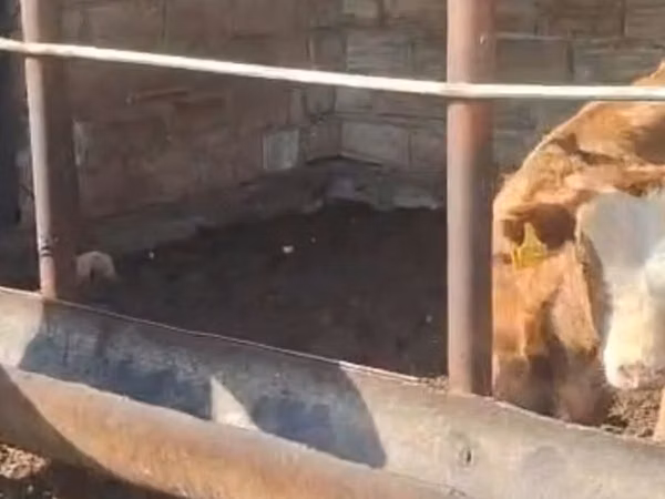 母牛, Simmental cattle