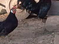Bantam — photo 2
