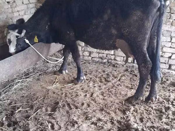 Sigir, Qoramol