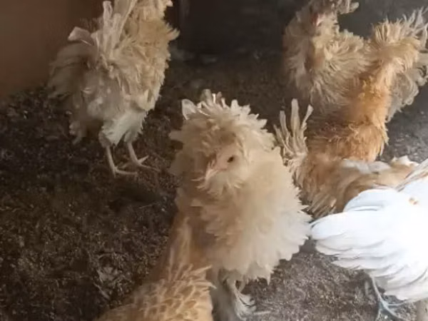 Gallinas Shamo