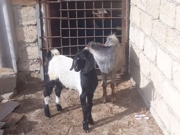 თხა, თხები