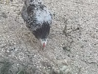 Chickens — 写真 3