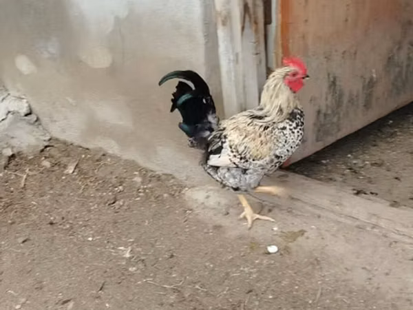 Chickens — Ázerbájdžán