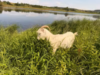 Cabra, LaMancha goats — foto 1
