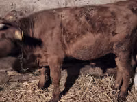Bull, Simmental cattle — photo 8