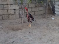 Chickens — Foto 3