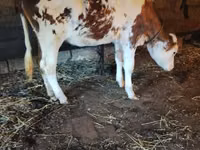 Kuh, Holstein-Rasse — Foto 3