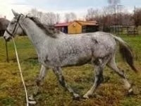 குதிரை, Oldenburg horse — புகைப்படம் 1