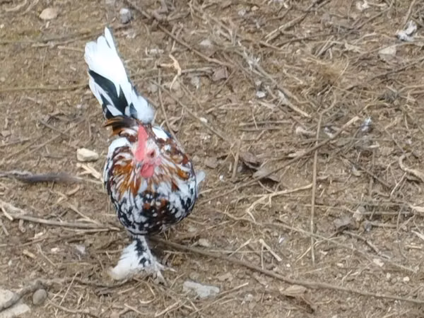 Chickens